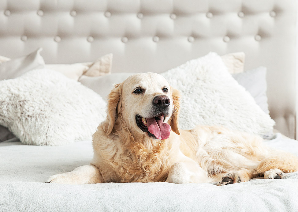 Designated Floor Just for Pets at Ellis Hotel, Atlanta