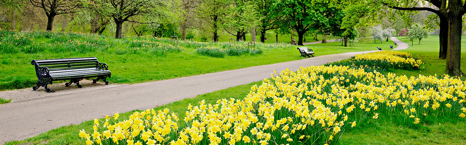 Book Your Hotel in Daffodil Area, Atlanta
