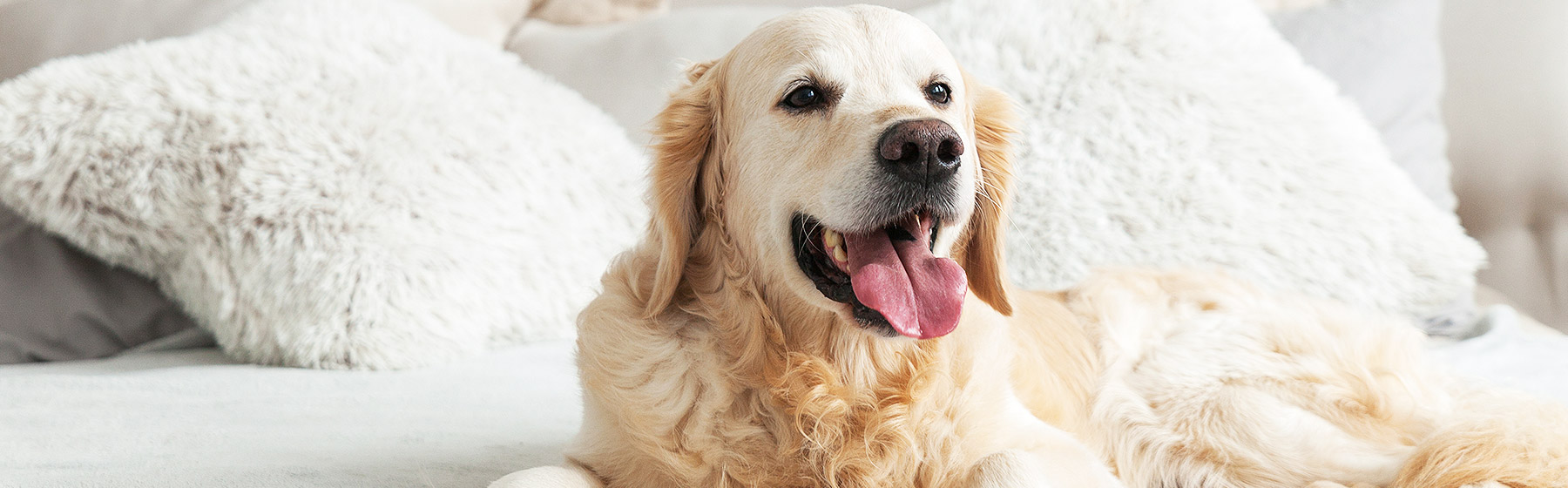 Dog Friendly Amenities at Ellis Hotel, Atlanta