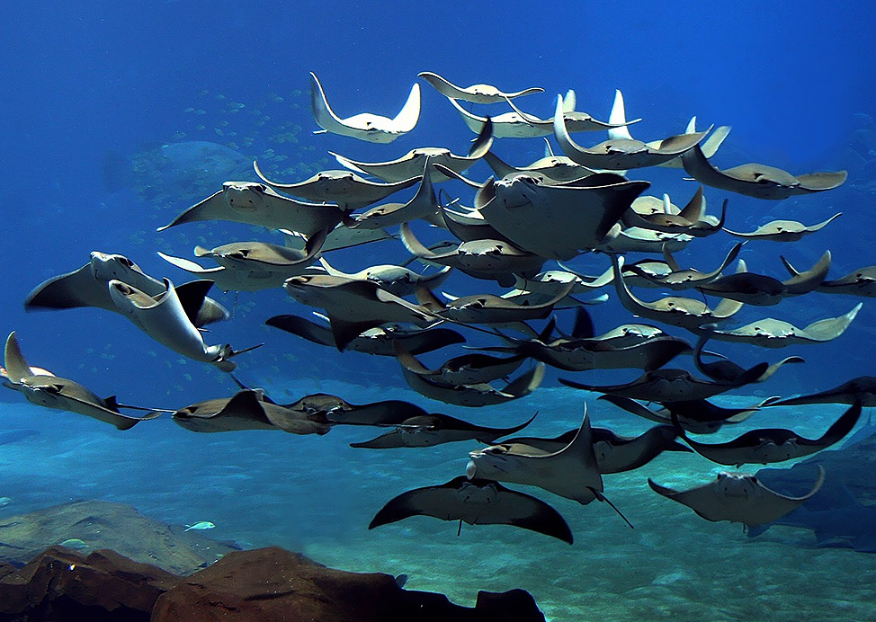 Georgia Aquarium Near Our Hotel in Atlanta